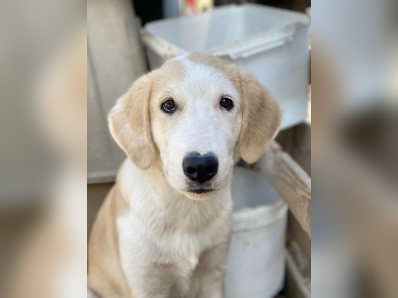 Navid, geb. ca. 04/2025, lebt in GRIECHENLAND, im städt. Tierheim Serres