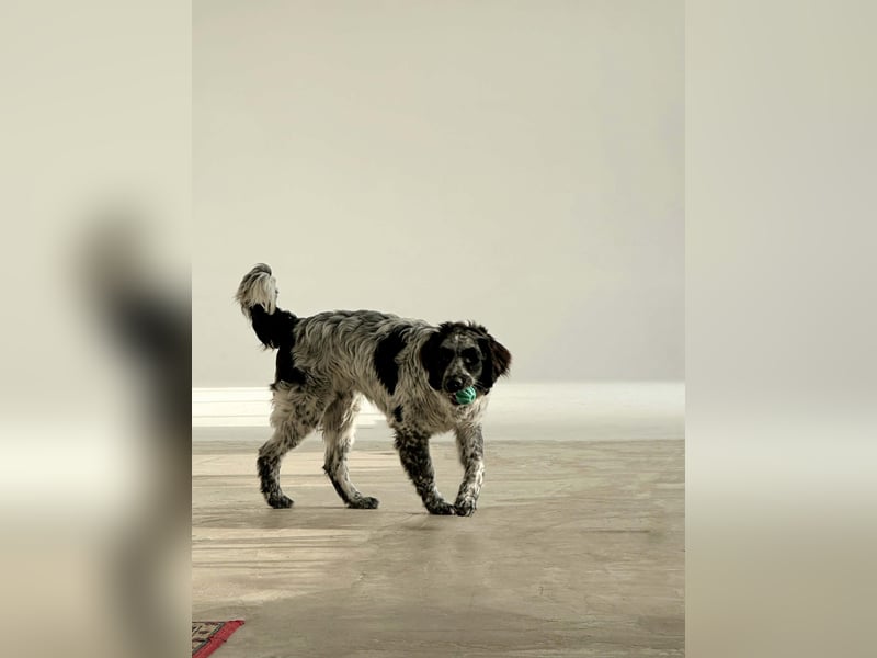 Verschmuster Janko sucht seine Familie