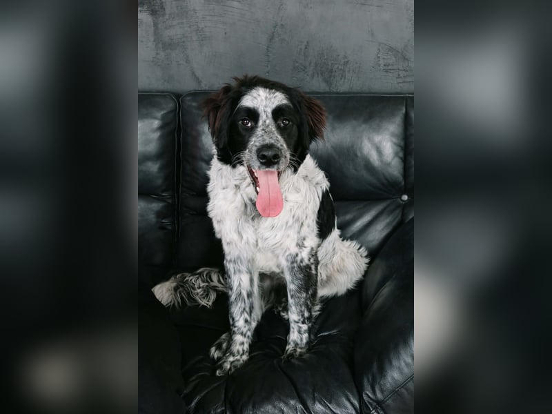 Verschmuster Janko sucht seine Familie