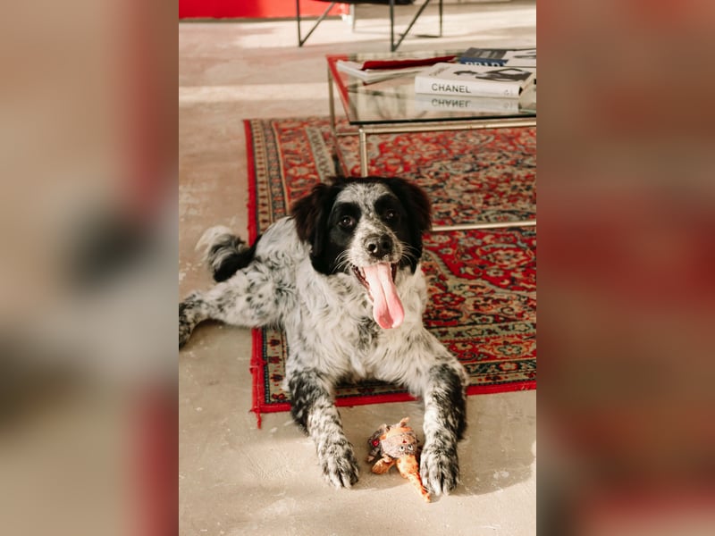 Verschmuster Janko sucht seine Familie