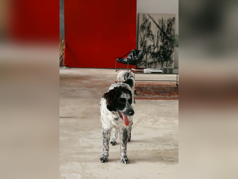 Verschmuster Janko sucht seine Familie