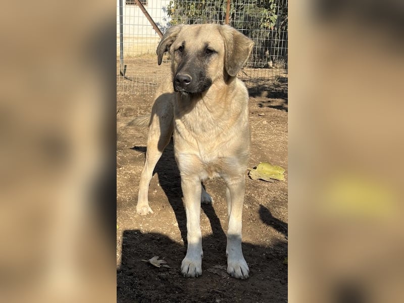 Bangladesh, geb. ca. 01/2024, lebt in GRIECHENLAND, auf einer privaten Pflegestelle