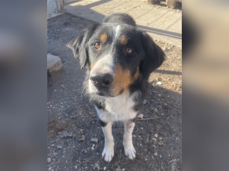 Silvan, geb. ca.02/2023, lebt in GRIECHENLAND, im städt. Tierheim Serres