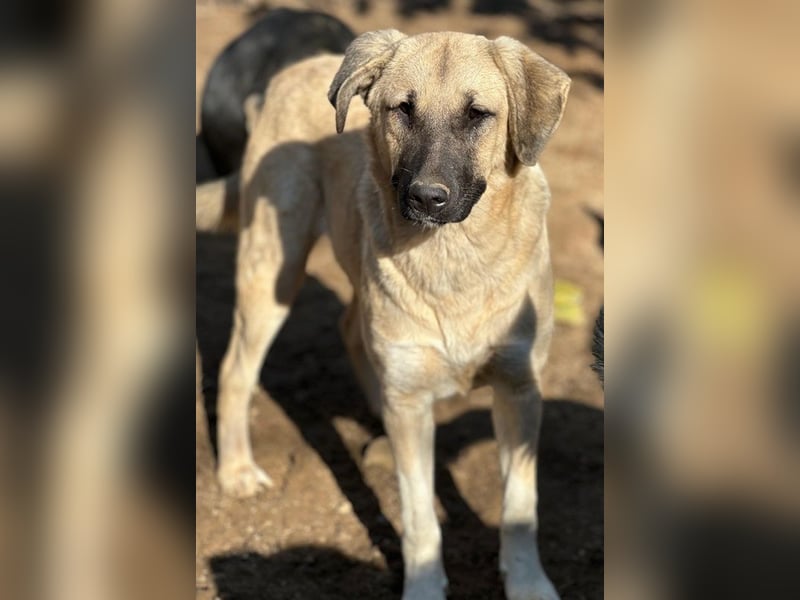 Bangladesh, geb. ca. 01/2024, lebt in GRIECHENLAND, auf einer privaten Pflegestelle