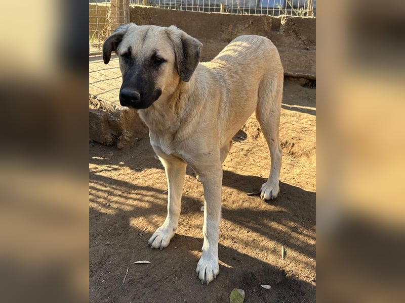 Bangladesh, geb. ca. 01/2024, lebt in GRIECHENLAND, auf einer privaten Pflegestelle