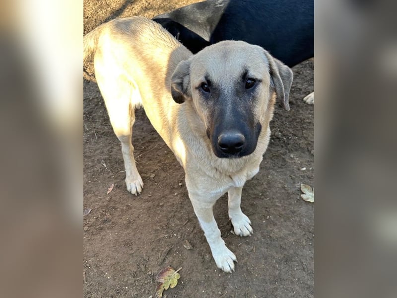 Bangladesh, geb. ca. 01/2024, lebt in GRIECHENLAND, auf einer privaten Pflegestelle