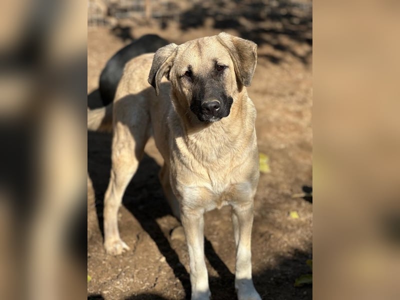 Bangladesh, geb. ca. 01/2024, lebt in GRIECHENLAND, auf einer privaten Pflegestelle