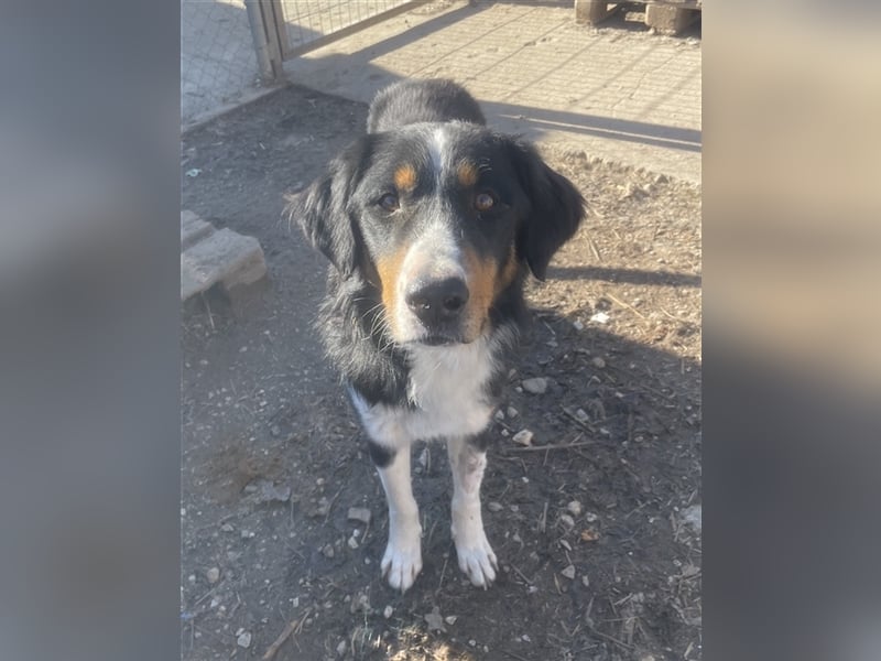 Silvan, geb. ca.02/2023, lebt in GRIECHENLAND, im städt. Tierheim Serres