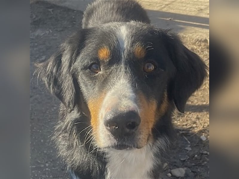 Silvan, geb. ca.02/2023, lebt in GRIECHENLAND, im städt. Tierheim Serres