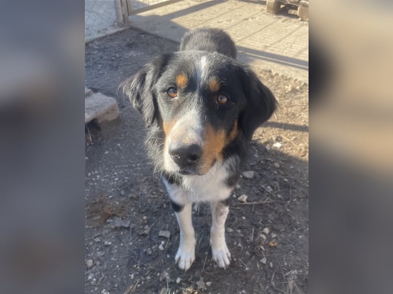 Silvan, geb. ca.02/2023, lebt in GRIECHENLAND, im städt. Tierheim Serres