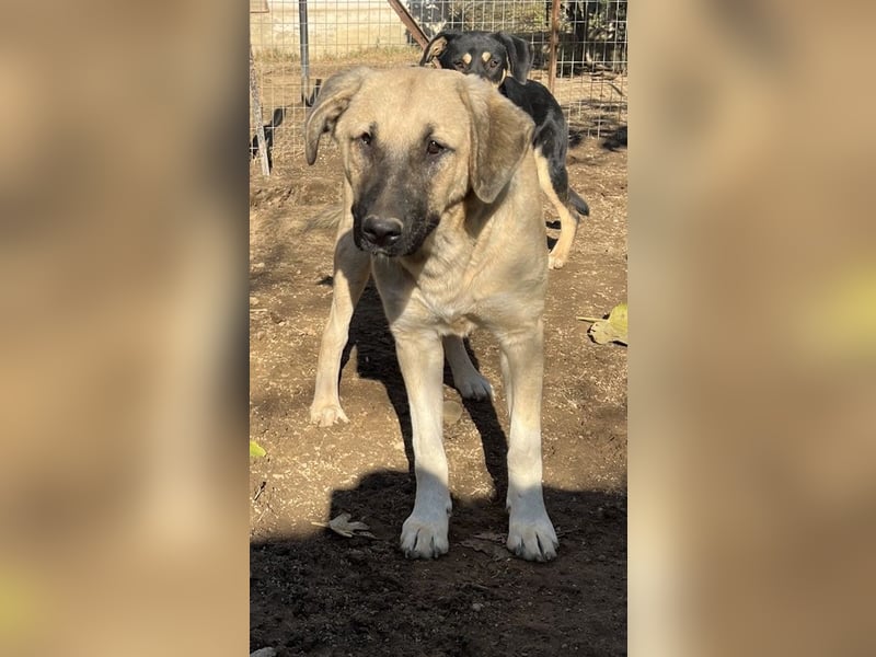 Bangladesh, geb. ca. 01/2024, lebt in GRIECHENLAND, auf einer privaten Pflegestelle