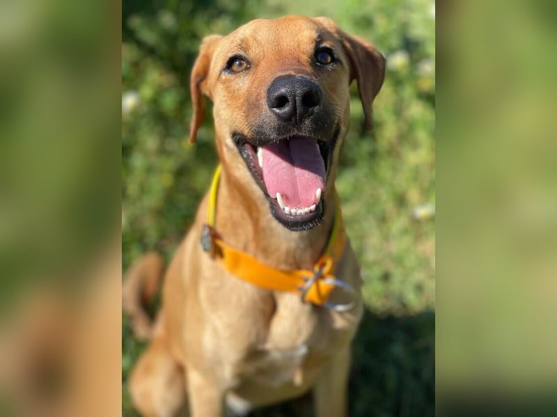 Lucky (Spanien) – eine junge Hündin auf der Suche nach ihrem ersten echten Zuhause