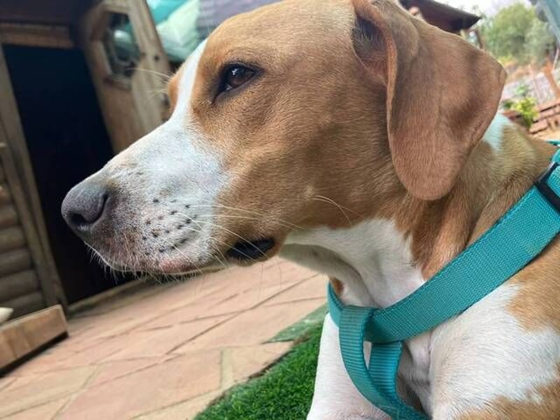 Sandy (Spanien) – verspielte Gotland Hound-Hündin sucht ihr erstes richtiges Zuhause