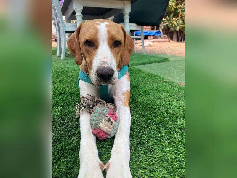Sandy (Spanien) – verspielte Gotland Hound-Hündin sucht ihr erstes richtiges Zuhause