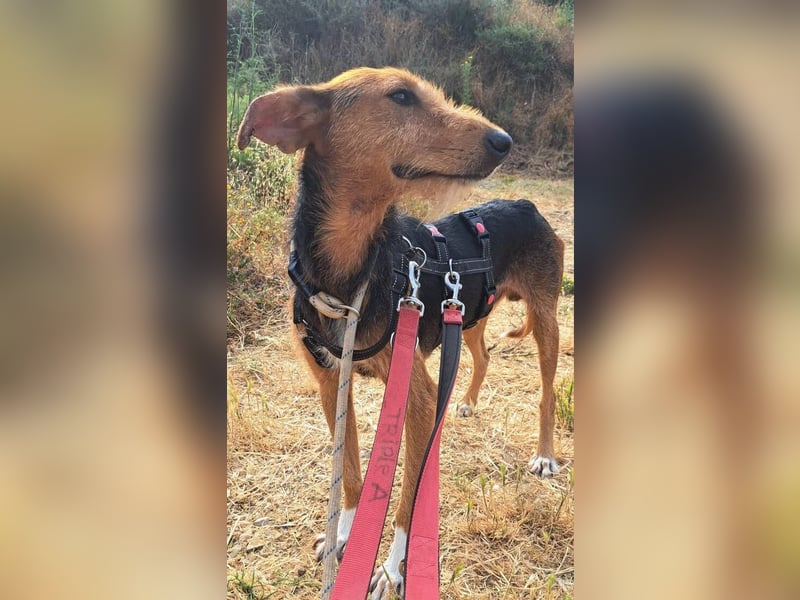 Fritzi (Spanien) – ein hübscher Mischling, der gerne gestreichelt wird