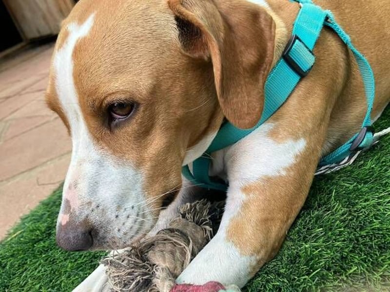 Sandy (Spanien) – verspielte Gotland Hound-Hündin sucht ihr erstes richtiges Zuhause