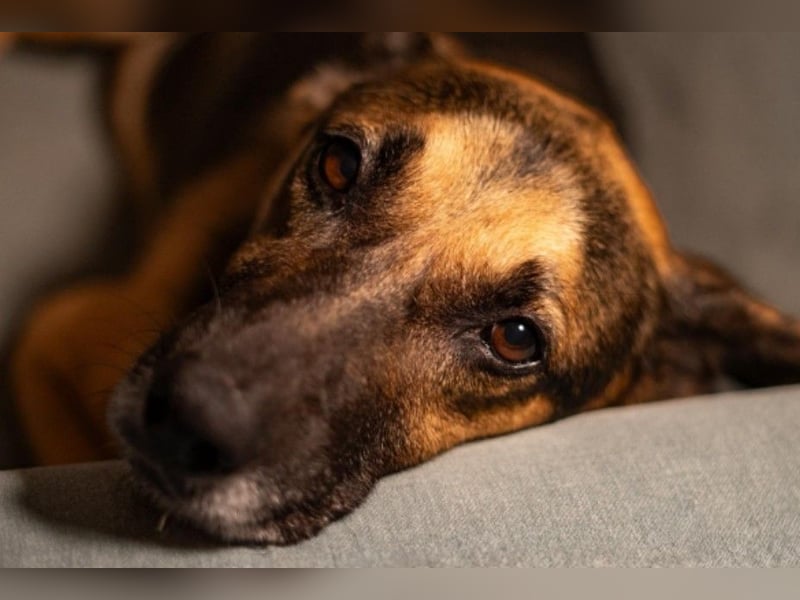 JÜRGEN - menschenbezogener Senior sucht liebevolles Zuhause