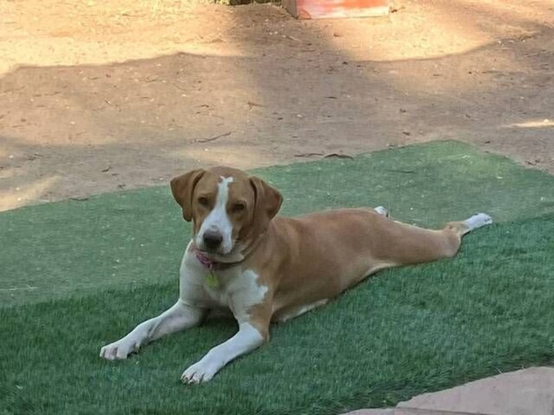 Sandy (Spanien) – verspielte Gotland Hound-Hündin sucht ihr erstes richtiges Zuhause