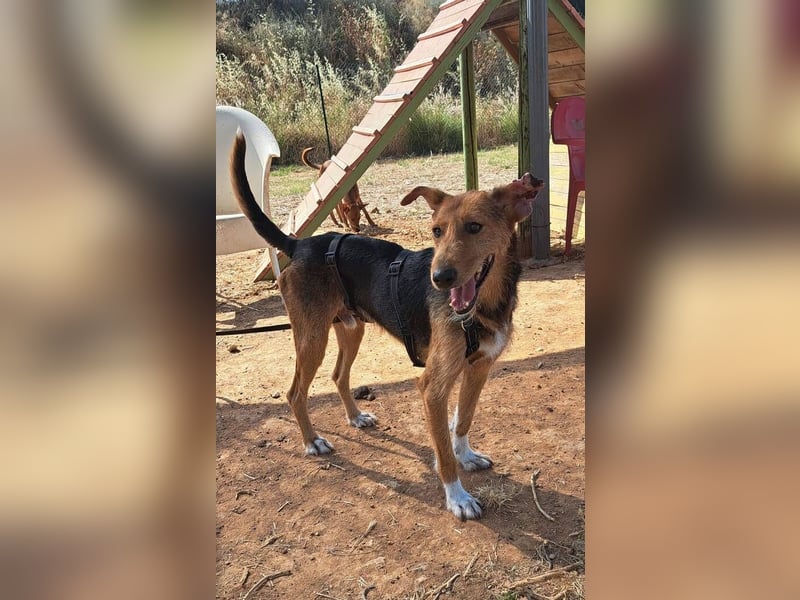Fritzi (Spanien) – ein hübscher Mischling, der gerne gestreichelt wird