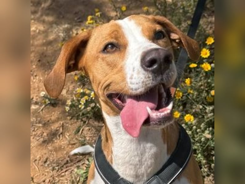 Sandy (Spanien) – verspielte Gotland Hound-Hündin sucht ihr erstes richtiges Zuhause