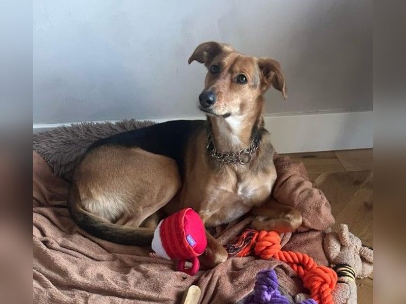 FAYE - klug, sensibel und ein kleiner Clown sucht ihr Zuhause
