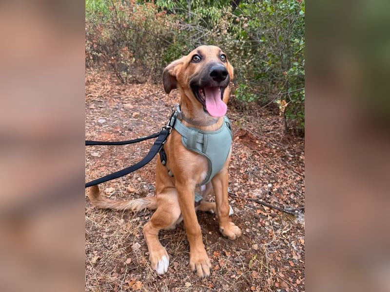Dexter (Spanien) - lebensfroher Junge sucht seine für immer Futterstelle