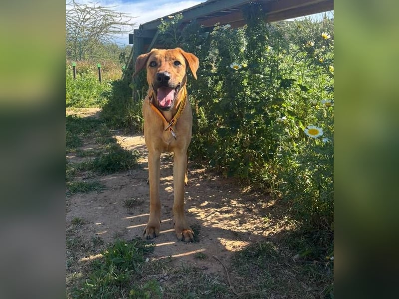 Lucky (Spanien) – eine junge Hündin auf der Suche nach ihrem ersten echten Zuhause