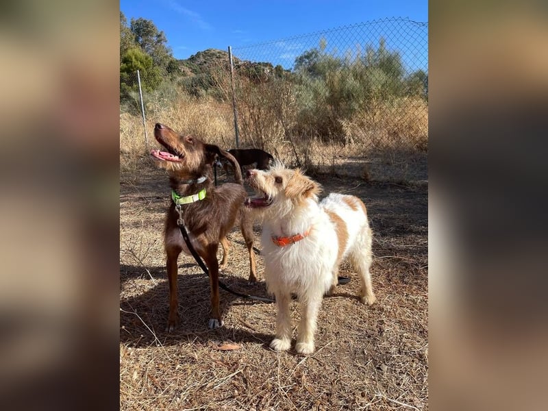 Dos (Spanien) – ein lieber Wuschel zum Verlieben