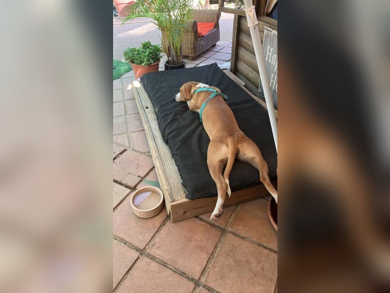 Sandy (Spanien) – verspielte Gotland Hound-Hündin sucht ihr erstes richtiges Zuhause