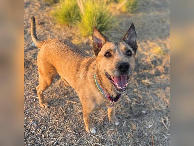 Baloo (Spanien) – ein treuer Gefährte auf der Suche nach seinem letzten Zuhause