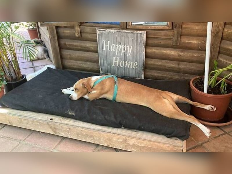 Sandy (Spanien) – verspielte Gotland Hound-Hündin sucht ihr erstes richtiges Zuhause