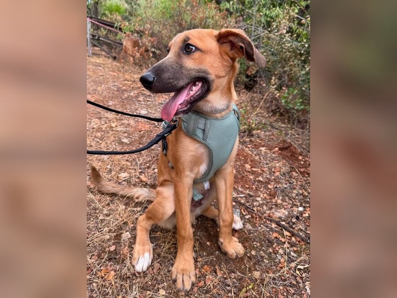 Dexter (Spanien) - lebensfroher Junge sucht seine für immer Futterstelle