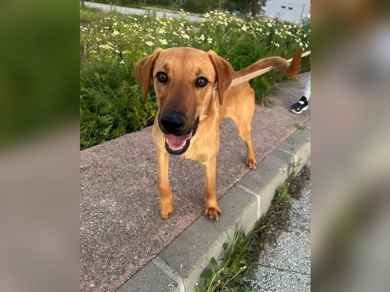 Lucky (Spanien) – eine junge Hündin auf der Suche nach ihrem ersten echten Zuhause