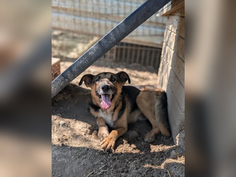 JÜRGEN - menschenbezogener Senior sucht liebevolles Zuhause
