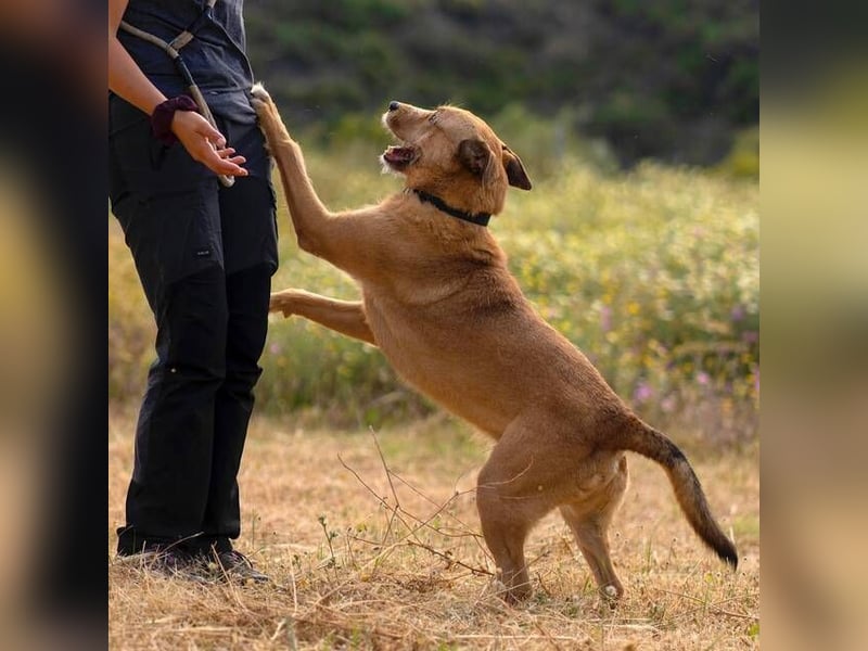 Baloo (Spanien) – ein treuer Gefährte auf der Suche nach seinem letzten Zuhause