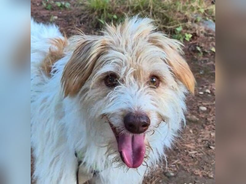 Dos (Spanien) – ein lieber Wuschel zum Verlieben