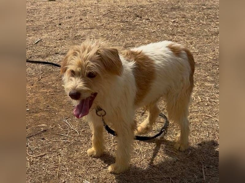 Dos (Spanien) – ein lieber Wuschel zum Verlieben