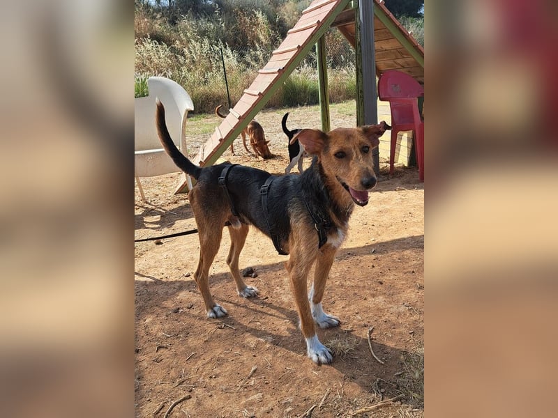 Fritzi (Spanien) – ein hübscher Mischling, der gerne gestreichelt wird