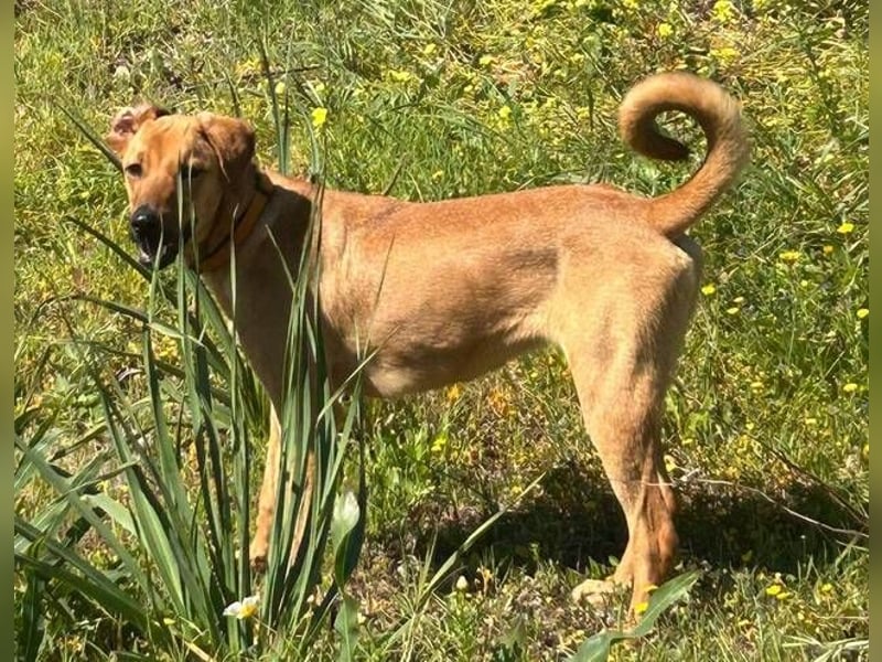 Lucky (Spanien) – eine junge Hündin auf der Suche nach ihrem ersten echten Zuhause