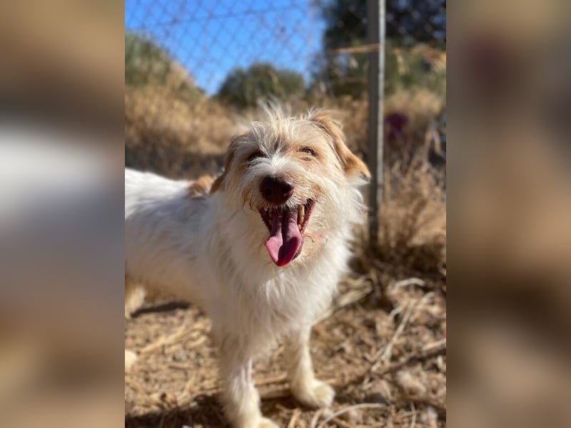 Dos (Spanien) – ein lieber Wuschel zum Verlieben