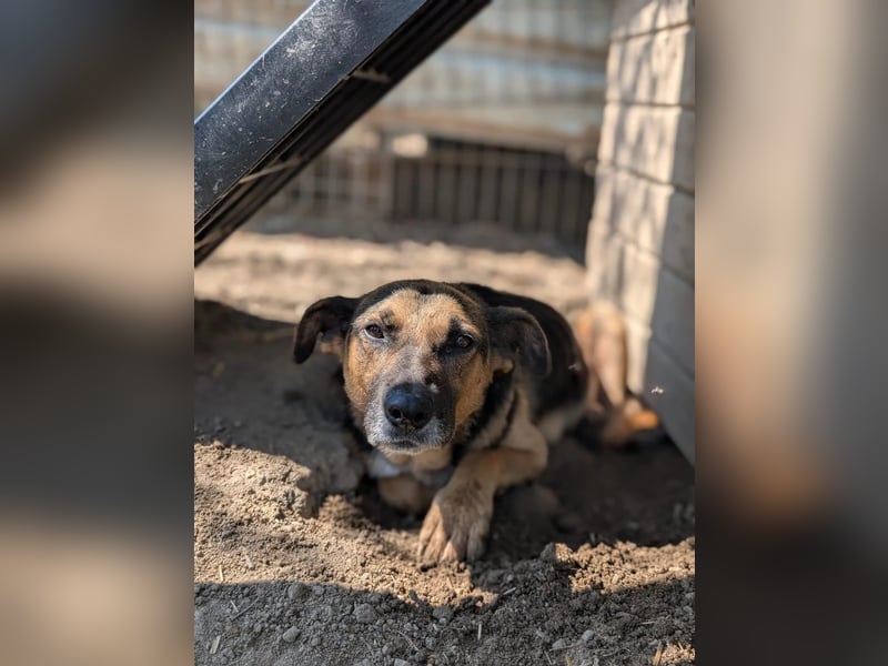 Jürgen möchte ein treuer Begleiter werden