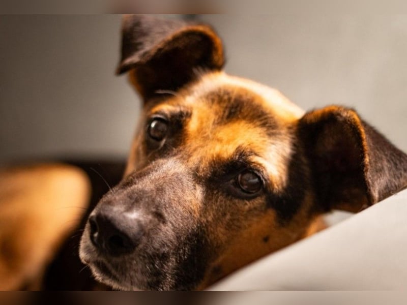 Jürgen möchte ein treuer Begleiter werden