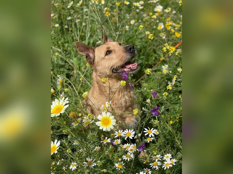 Baloo (Spanien) – ein treuer Gefährte auf der Suche nach seinem letzten Zuhause