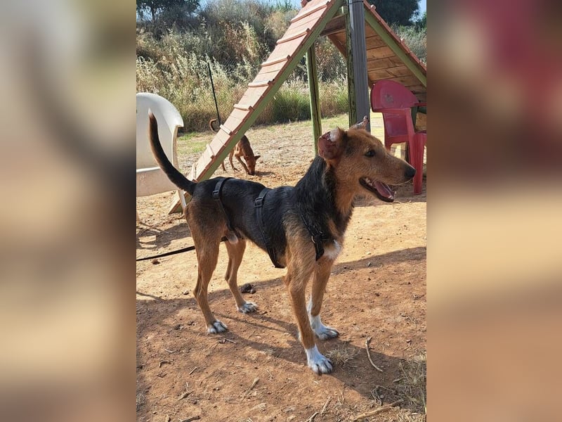 Fritzi (Spanien) – ein hübscher Mischling, der gerne gestreichelt wird