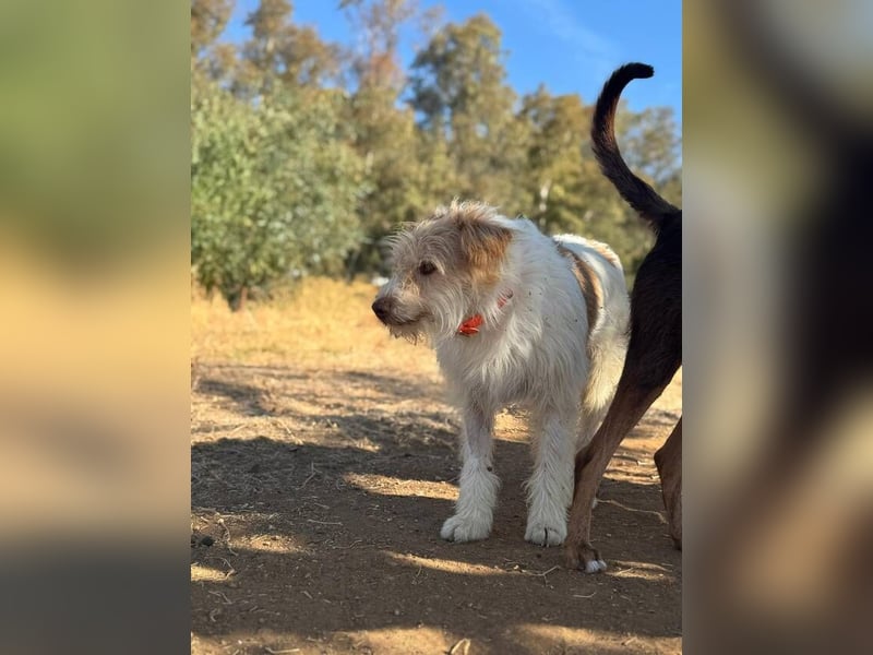 Dos (Spanien) – ein lieber Wuschel zum Verlieben