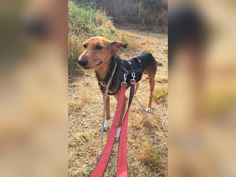 Fritzi (Spanien) – ein hübscher Mischling, der gerne gestreichelt wird