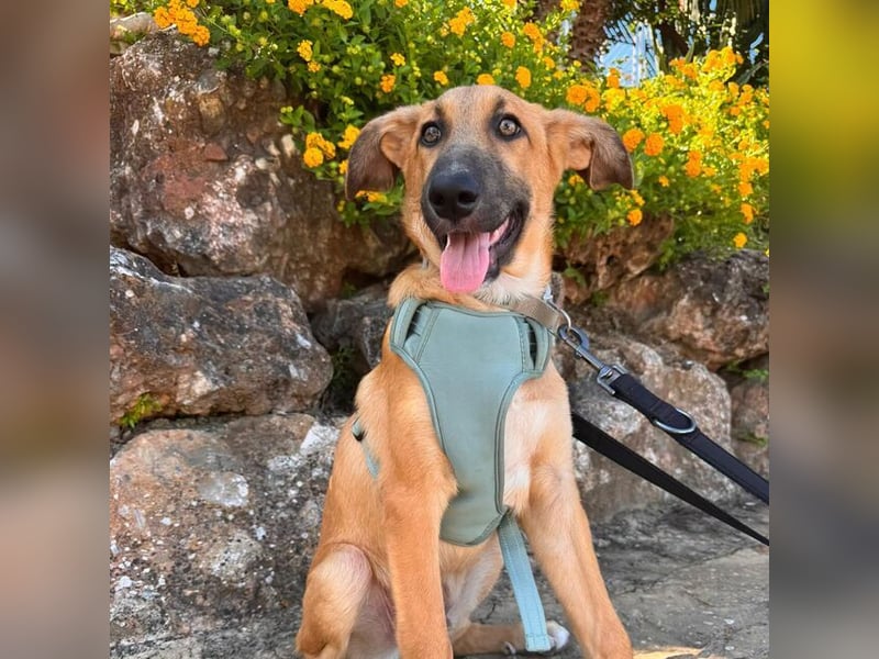 Dexter (Spanien) - lebensfroher Junge sucht seine für immer Futterstelle