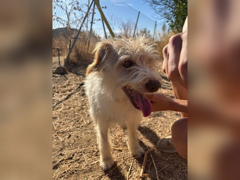 Dos (Spanien) – ein lieber Wuschel zum Verlieben