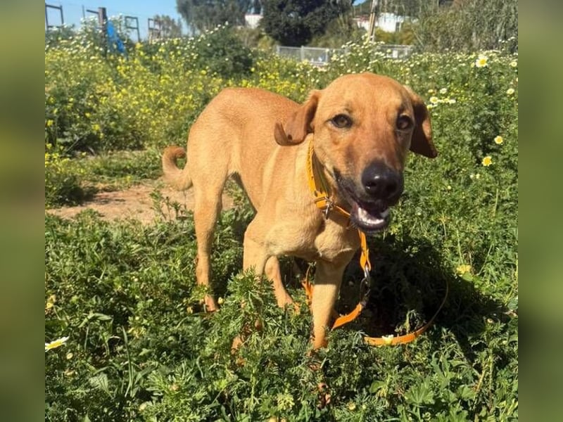 Lucky (Spanien) – eine junge Hündin auf der Suche nach ihrem ersten echten Zuhause
