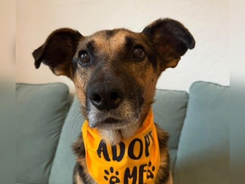 JÜRGEN - menschenbezogener Senior sucht liebevolles Zuhause